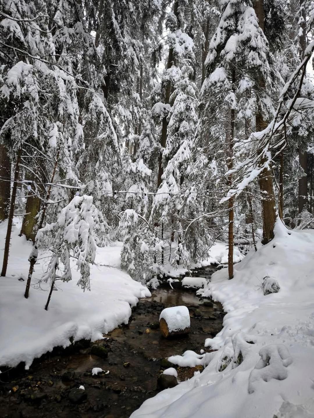 Mountain Studio Asp E63 Borovets Gardens Exteriör bild